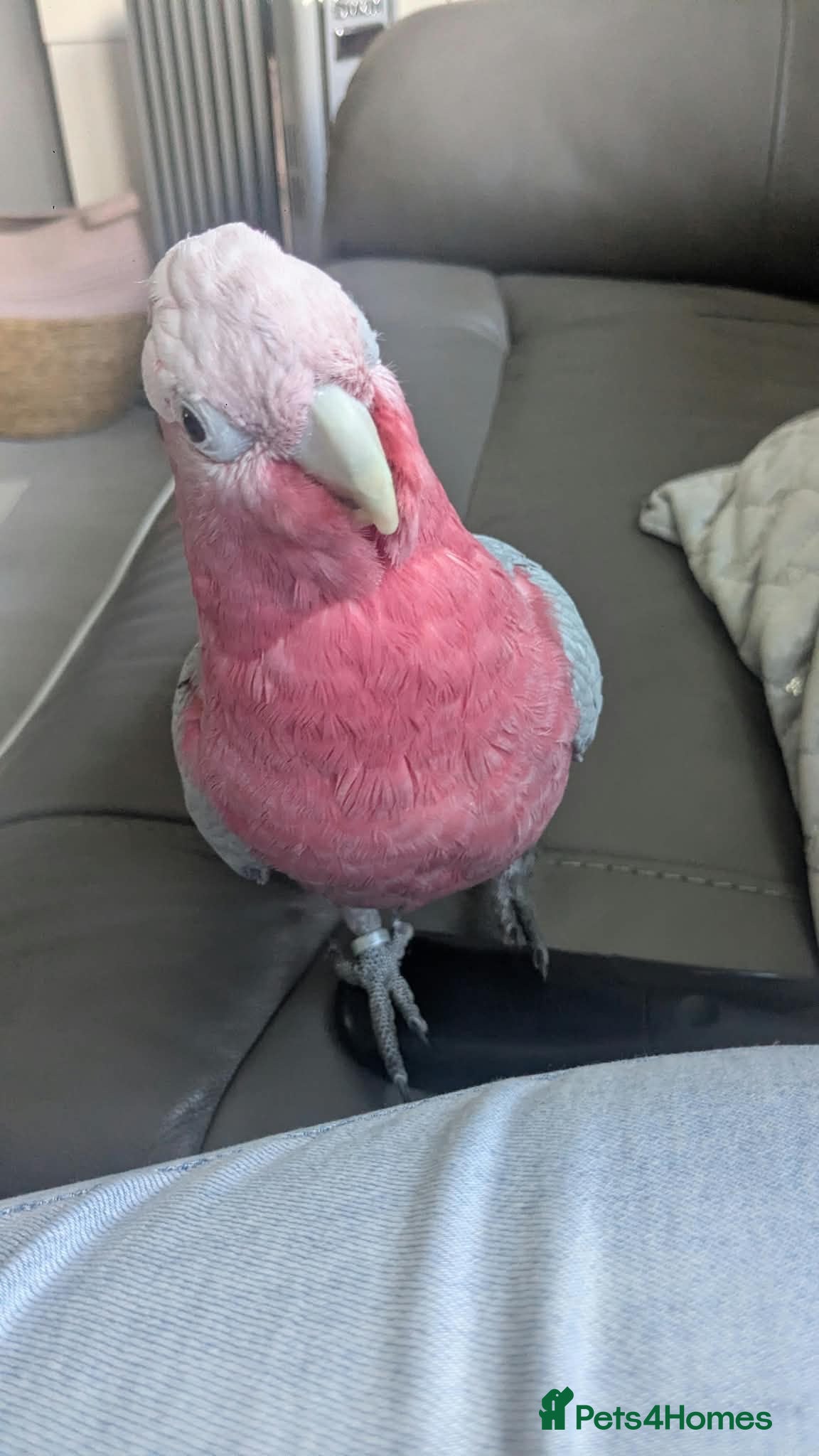 Parrots birds Pink galah  - Advert 1