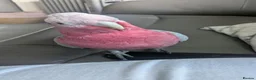 Parrots birds for sale: Pink galah  in Weymouth - Advert 1