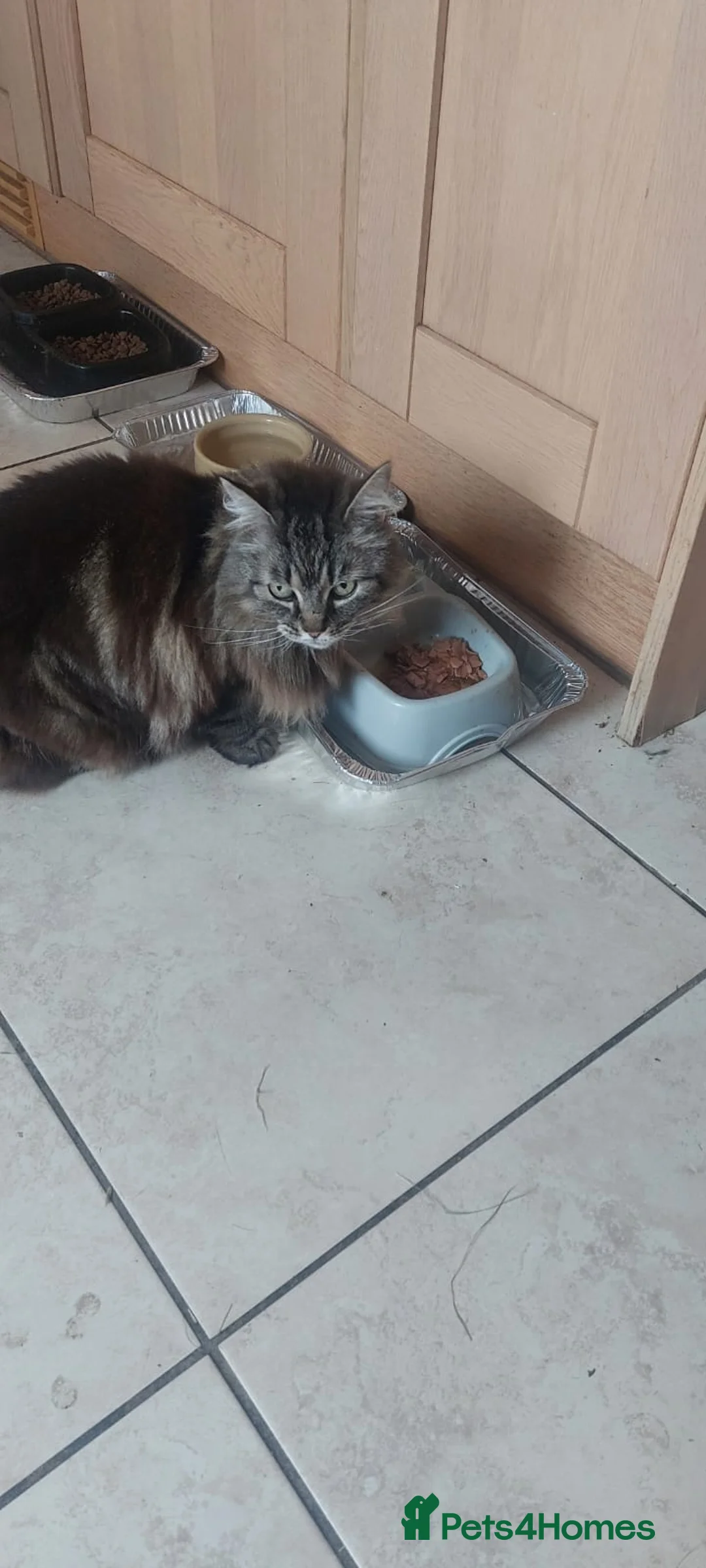 Domestic Shorthair cats for sale: 3 domestic cats in Bristol - Advert 3