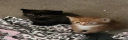 British Shorthair cats for sale: 3 ginger males and 3 dark females  - Advert 10