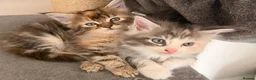 Maine Coon cats for sale: Mainecoons x ragdoll kitten - Advert 3