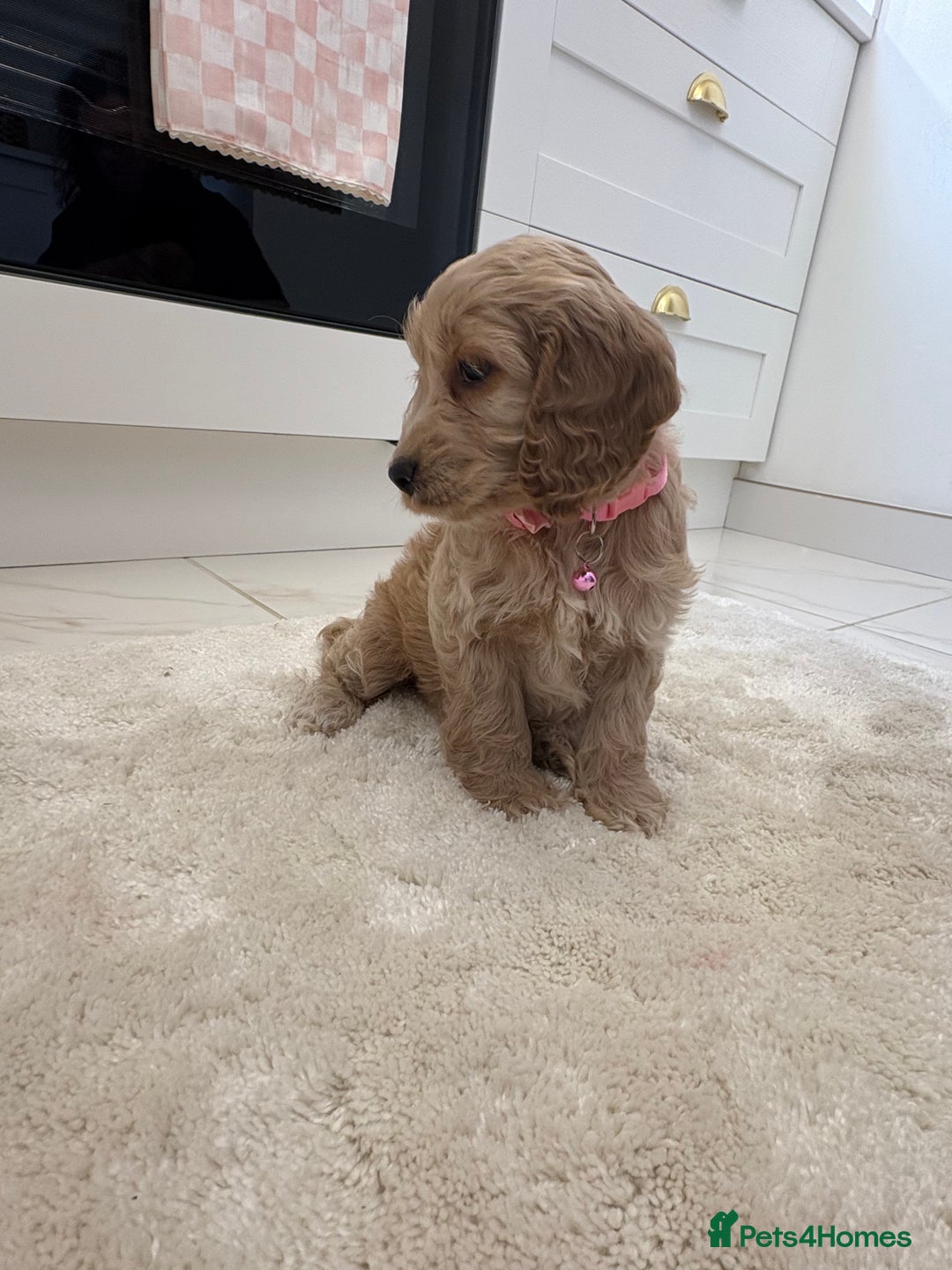 Cockapoo dogs for sale: Gorgeous F1A cockerpoos - Image 5