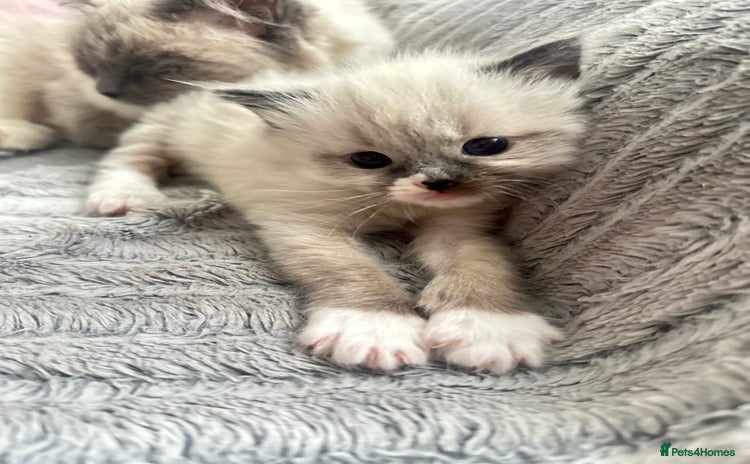 Ragdoll cats Ragdoll kitten  - Advert 12