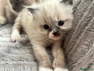 Ragdoll cats Ragdoll kitten - Advert 8