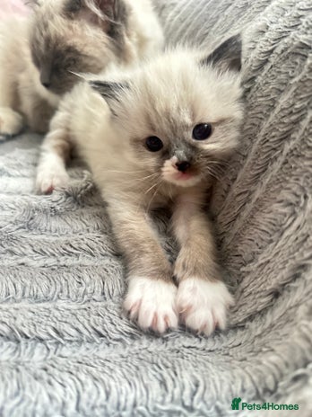 Ragdoll cats Ragdoll kitten - Advert 12