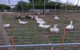 Geese poultry for sale: Geese for sale - Image 2