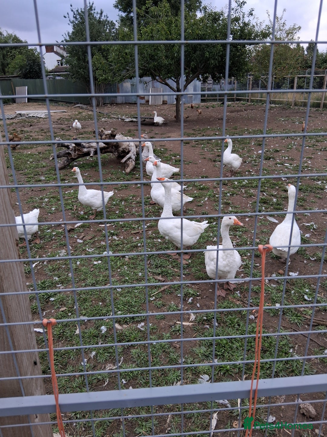 Geese poultry for sale: Geese for sale - Image 2
