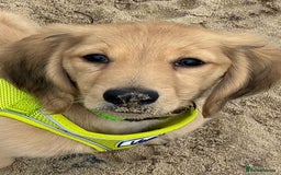 Miniature Dachshund dogs for sale: Cream Long/haired Miniature Daschund  - Image 1