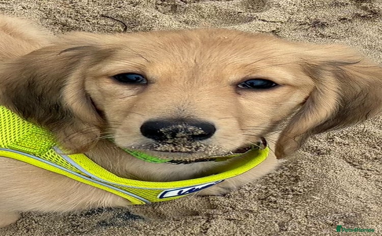 Miniature Dachshund dogs - Advert 8