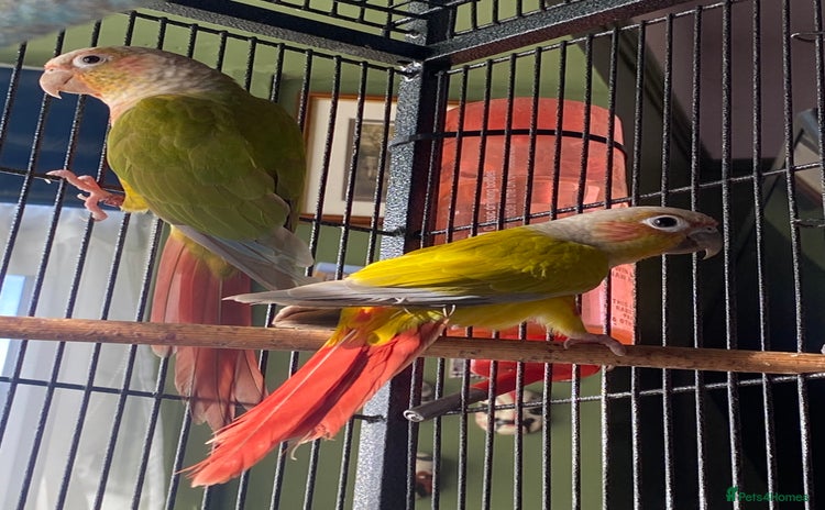 Parakeets birds - Advert 3