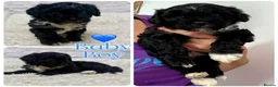 Mixed Breed dogs for sale: Fab❤️ Tibetan terrier X Miniature poodle puppies❤️ - Advert 2