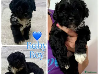 Mixed Breed dogs Fab❤️ Tibetan terrier X Miniature poodle puppies❤️ - Advert 2