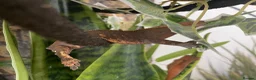 Gecko reptiles for sale: Pascal the Crested Gecko in Trowbridge - Advert 7