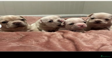 French Bulldog dogs ⚡️🐾 4 Adorable French bulldog puppies 🐾⚡️ - Advert 4