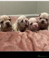 French Bulldog dogs ⚡️🐾 4 Adorable French bulldog puppies 🐾⚡️ - Advert 4