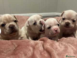 French Bulldog dogs ⚡️🐾 4 Adorable French bulldog puppies 🐾⚡️ - Advert 4