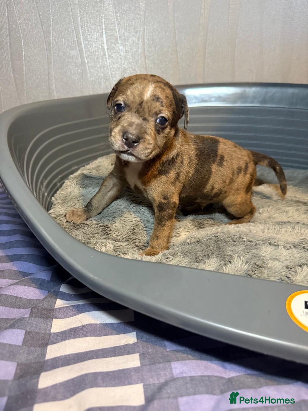 Staffordshire Bull Terrier dogs for sale: Staffordshire bull terrier puppy’s  - Image 9