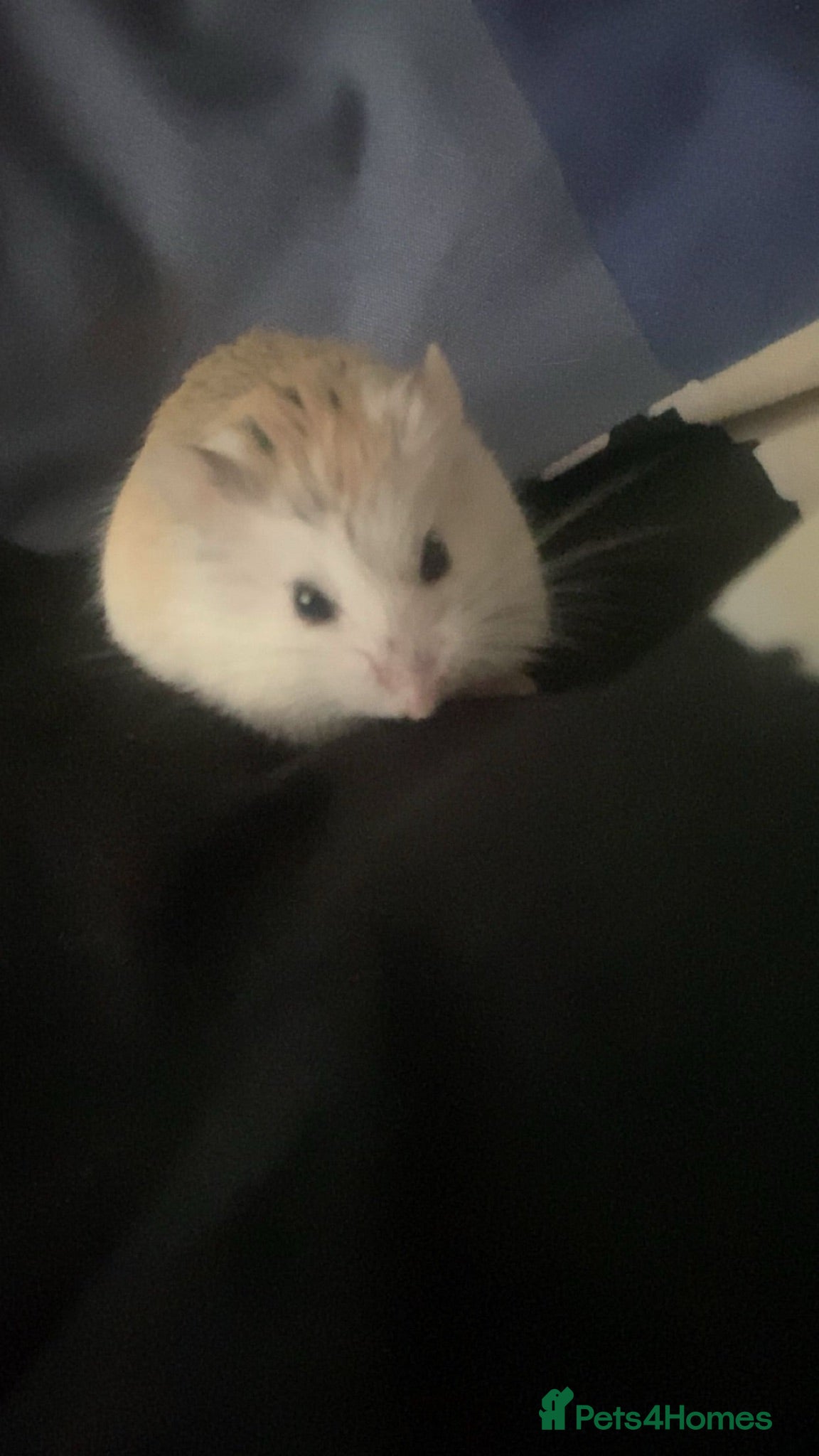 Hamster rodents Dwarf Hamsters - Advert 1