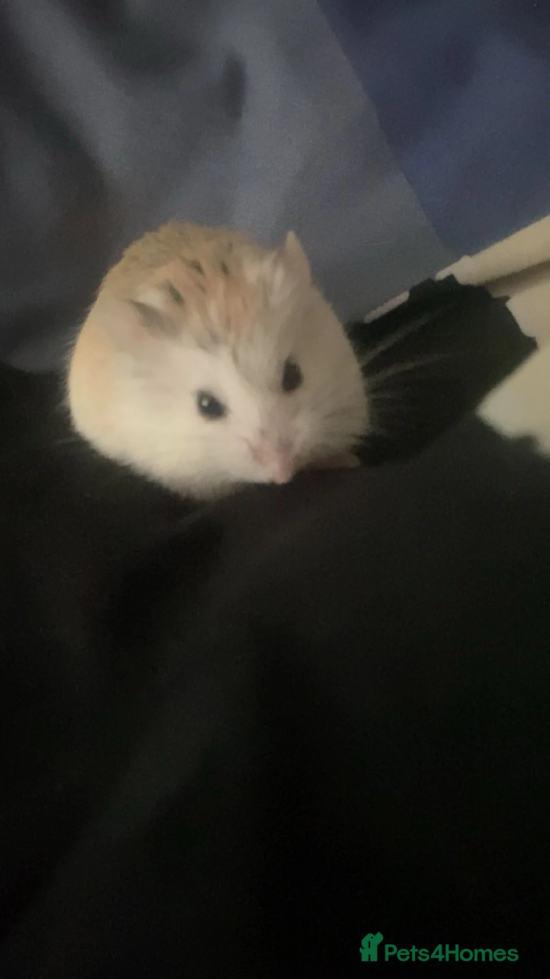 Hamster rodents for sale: Dwarf Hamsters - Advert 1