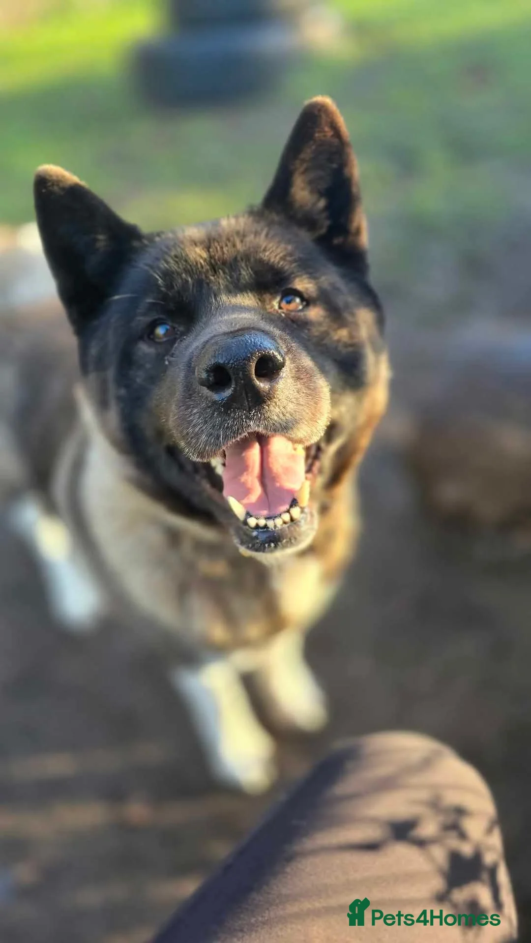 Akita dogs for adoption: Pretty Porcha in Worksop - Advert 5