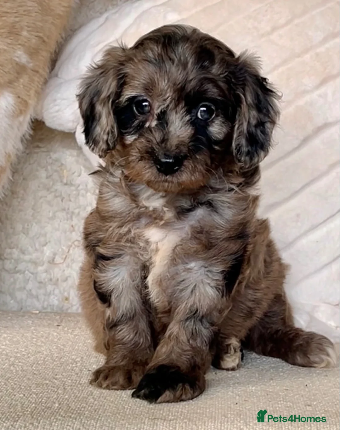 Cockapoo dogs for sale: Beautiful Cockapoo puppies  - Advert 2