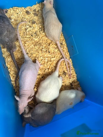 Rat rodents in Lincoln - Advert 10