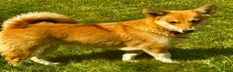 Welsh Corgi Cardigan dogs for adoption: Britney – Female Welsh Corgi - Advert 6