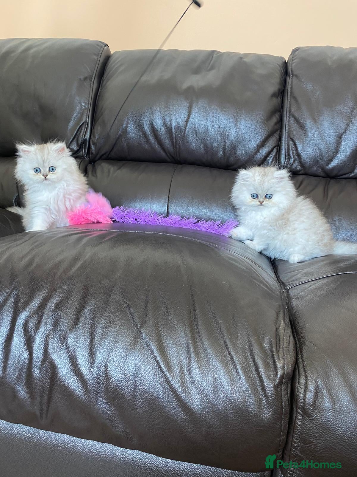 Persian cats Ready to leave!!!!! - Advert 13