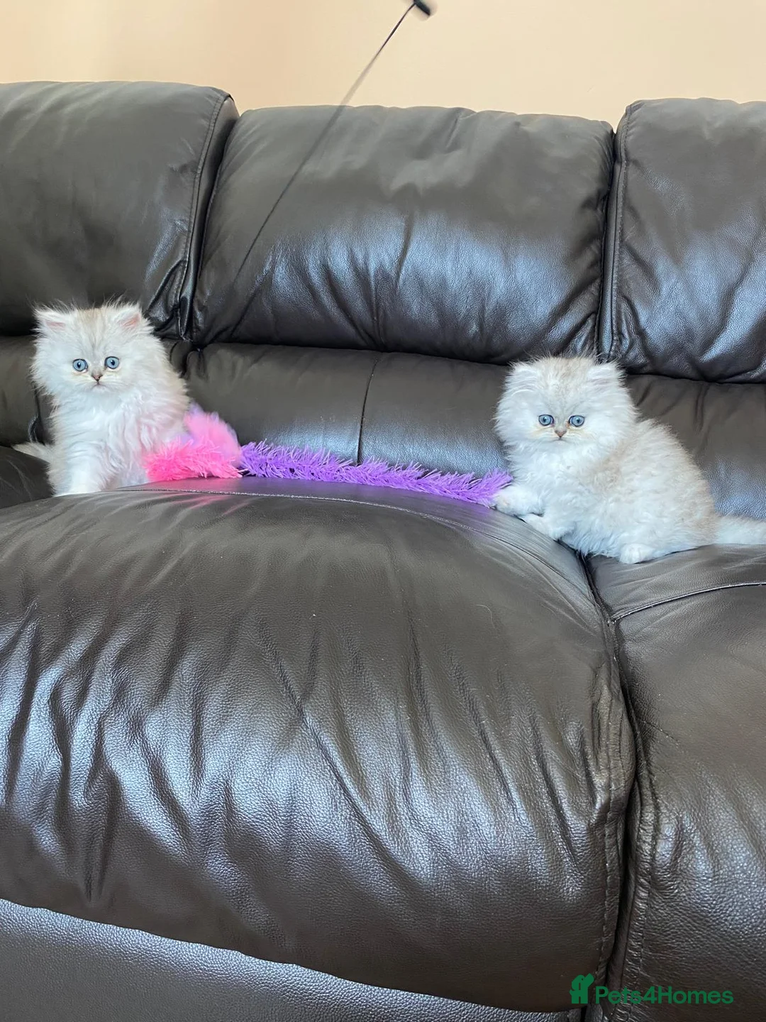 Persian cats for sale: Ready to leave!!!!! - Advert 2