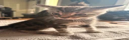 Mixed Breed cats for sale: 5 Beautifl kittens for sale  - Advert 13