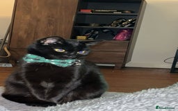 Bombay cats for sale: 2 female cats - Image 2