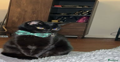 Bombay cats - Advert 3