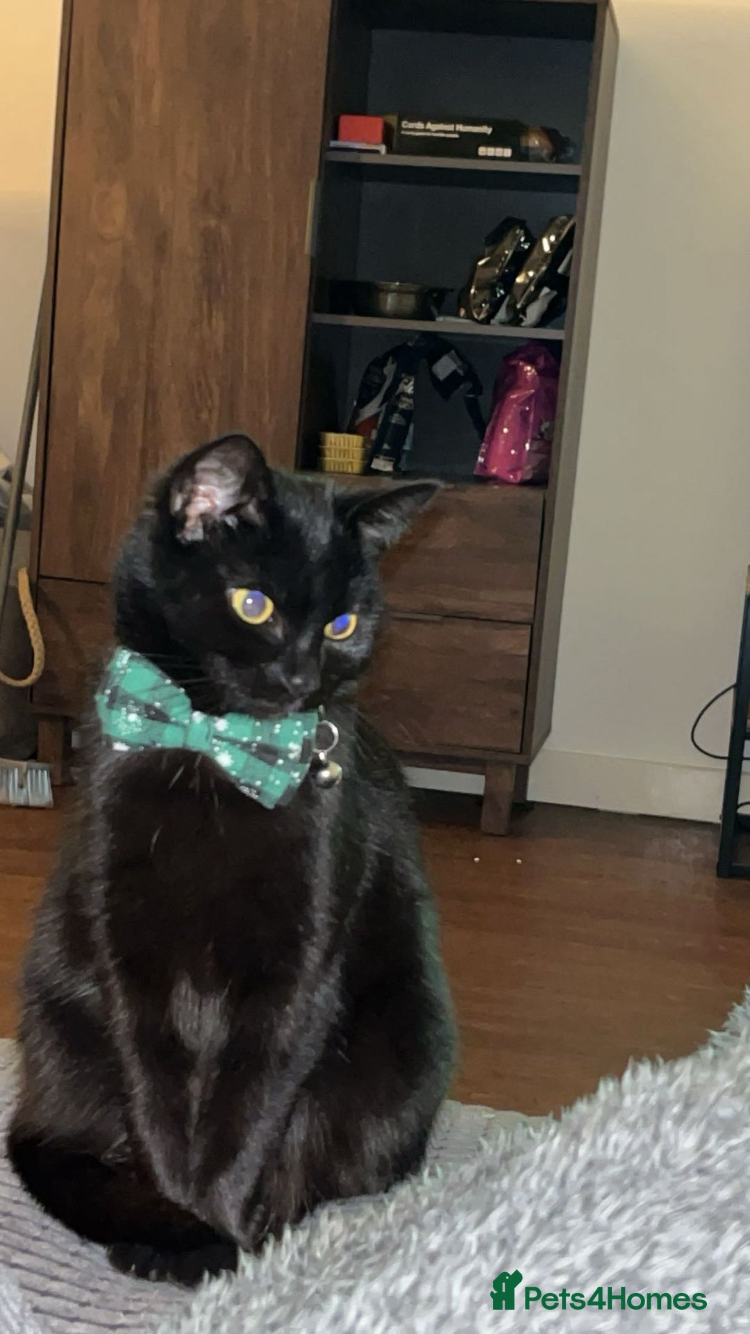 Bombay cats for sale: 2 female cats - Image 2