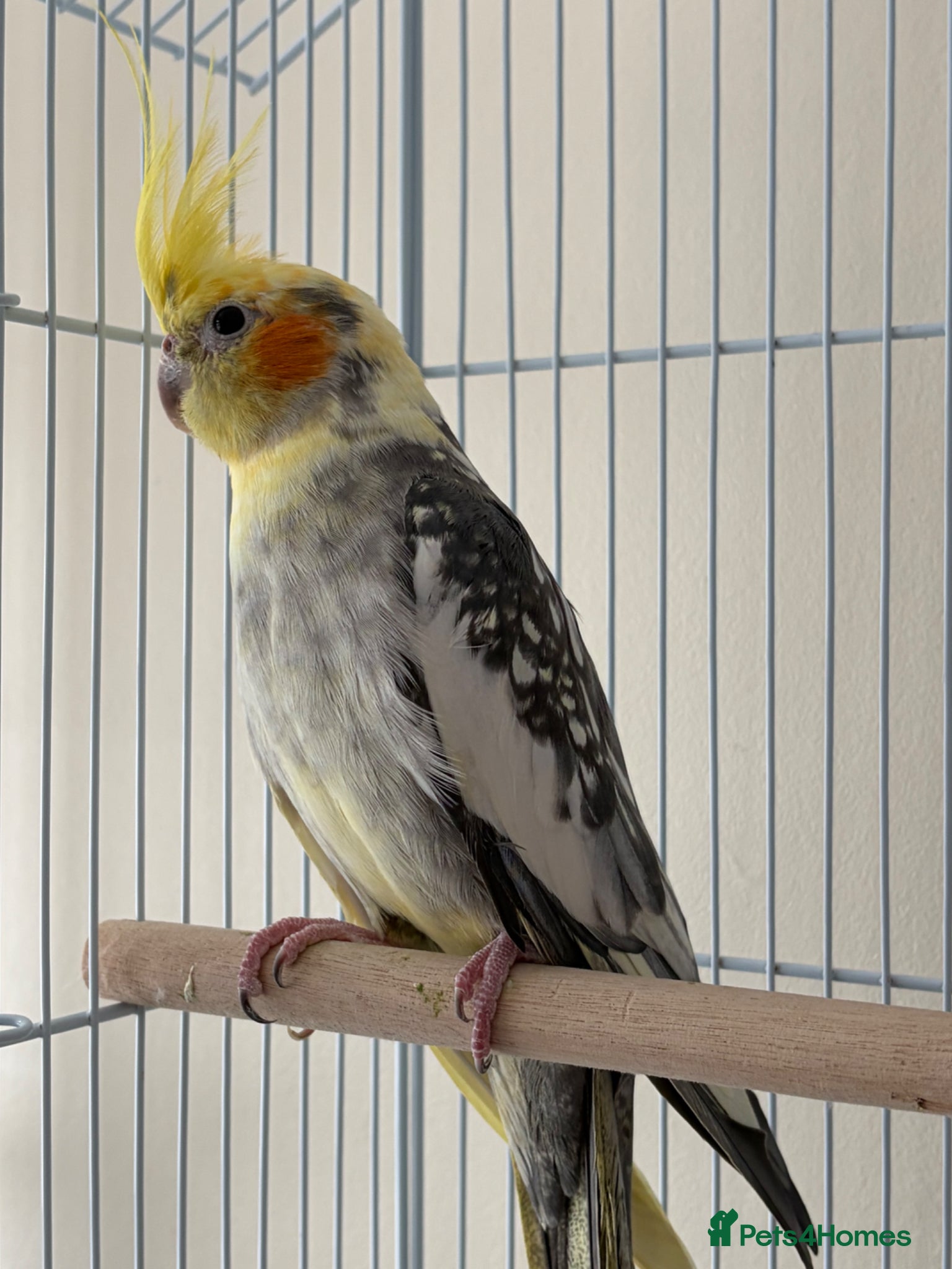 Cockatiels birds Cockatiel pied female 12 weeks old - Advert 2