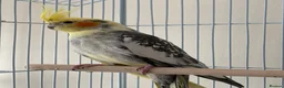 Cockatiels birds for sale: Cockatiel pied female 12 weeks old in Birmingham - Advert 1