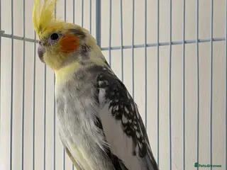 Cockatiels birds Cockatiel pied female 12 weeks old - Advert 2