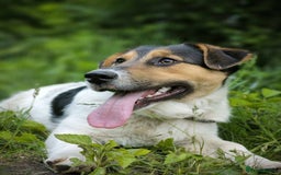 Mixed Breed dogs for adoption: 💙🐶 CASPER 🐶💙 - Image 10