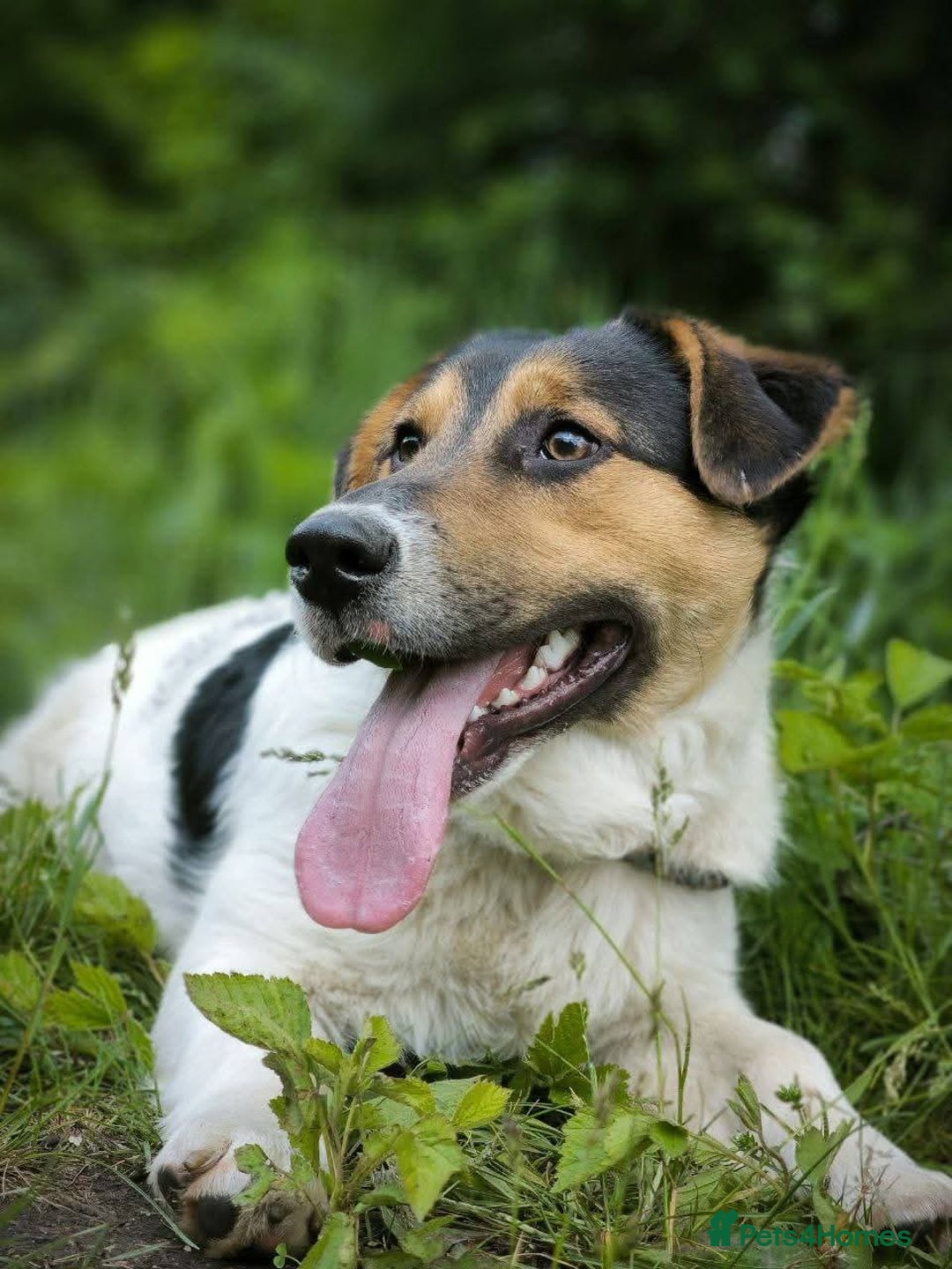 Mixed Breed dogs for adoption: 💙🐶 CASPER 🐶💙 - Image 10