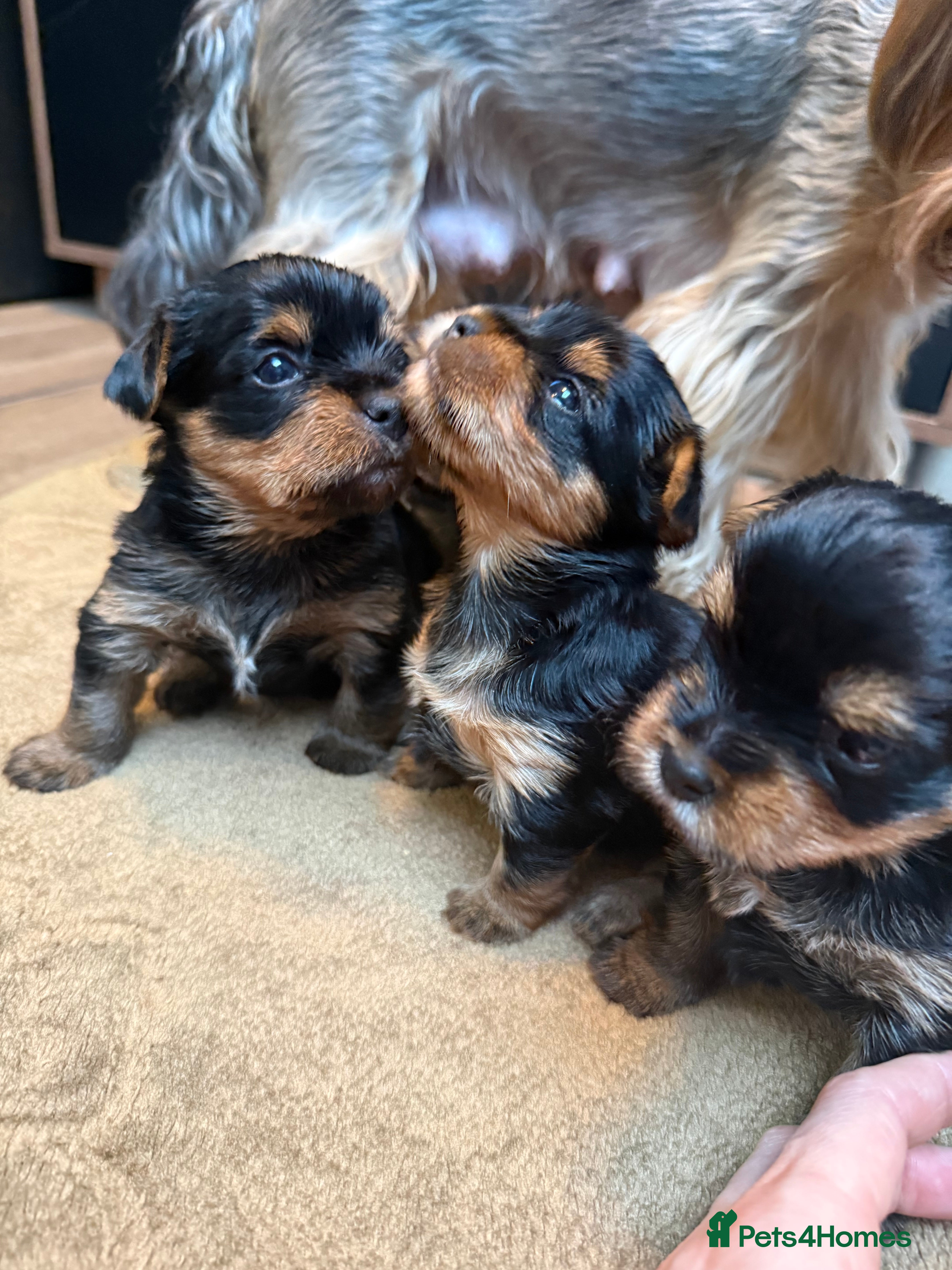 Yorkshire Terrier dogs YORKSHIRE TERRIER PUPPIES  - Advert 3