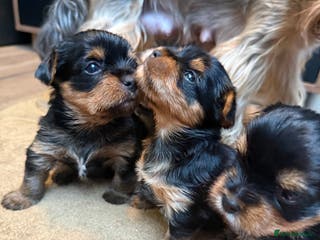 Yorkshire Terrier dogs YORKSHIRE TERRIER PUPPIES - Advert 3