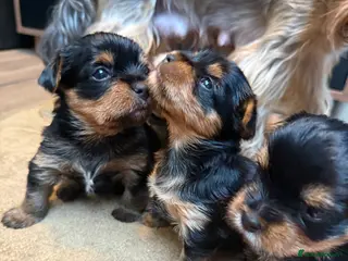 Yorkshire Terrier dogs YORKSHIRE TERRIER PUPPIES - Advert 17