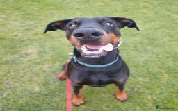 Dobermann dogs for sale: 4 year old Male Doberman looking for forever home - Image 38