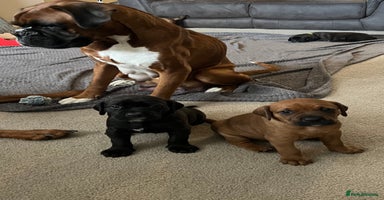 Mixed Breed dogs - Advert 6