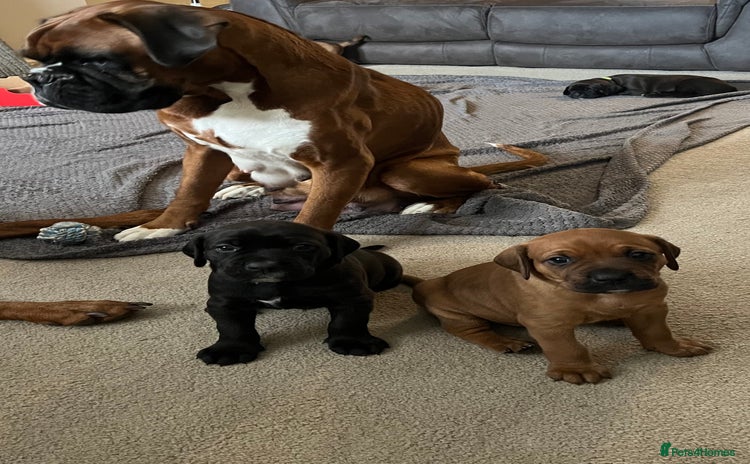 Mixed Breed dogs - Advert 1
