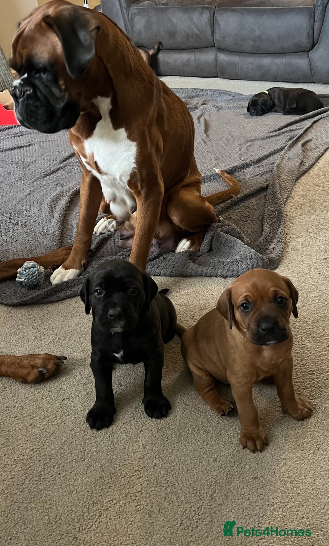 Mixed Breed dogs for sale: Boxsla (Boxer/Vizsla)  - Image 2
