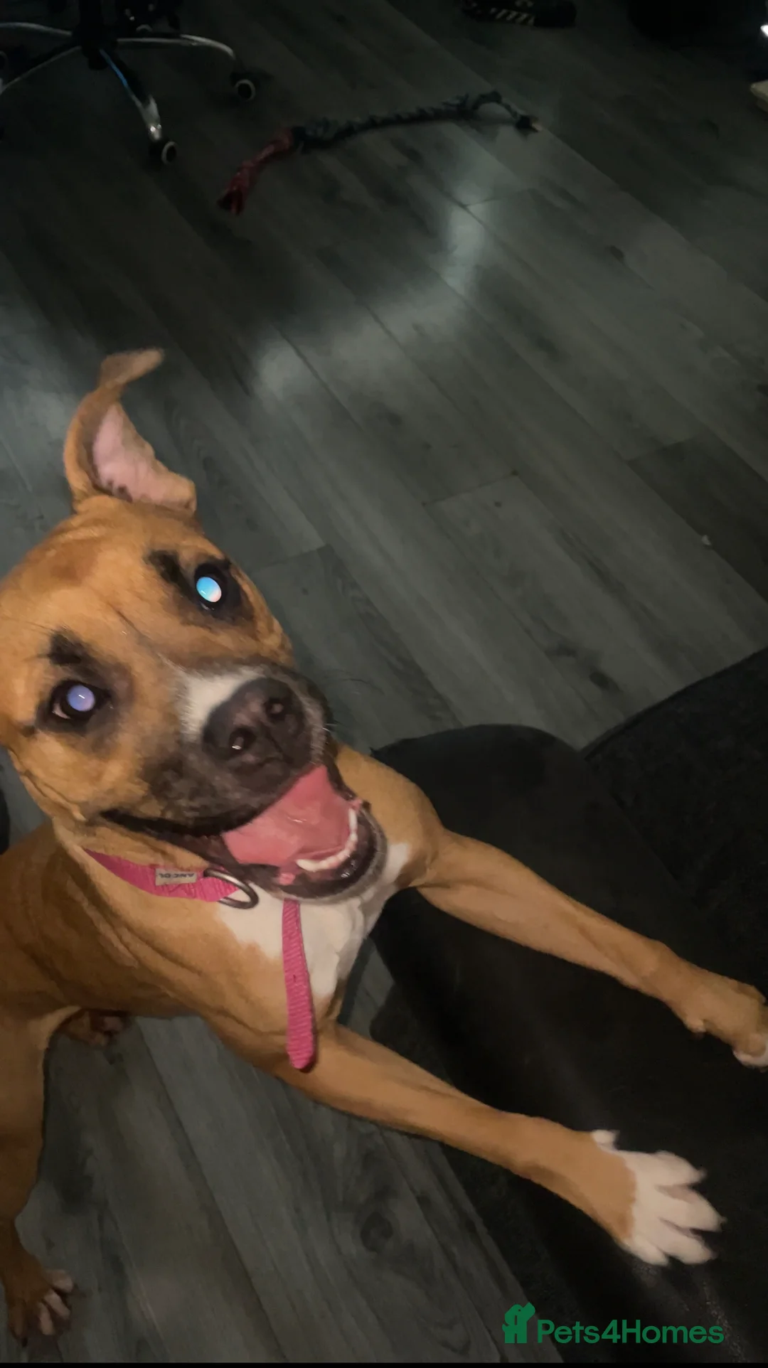 Mixed Breed dogs for sale: Beautiful Female Boxer cross. - Advert 2