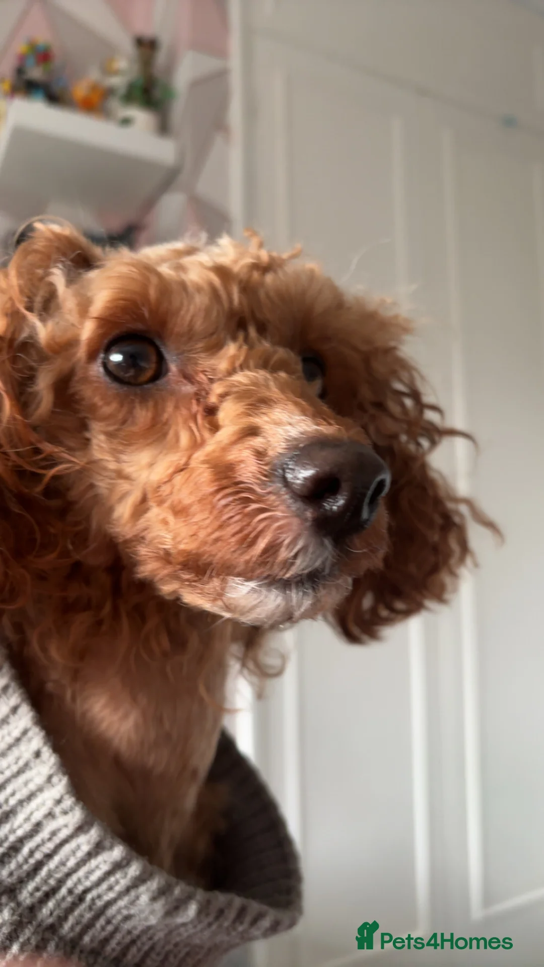 Miniature Poodle dogs for sale: Clover  - Advert 2