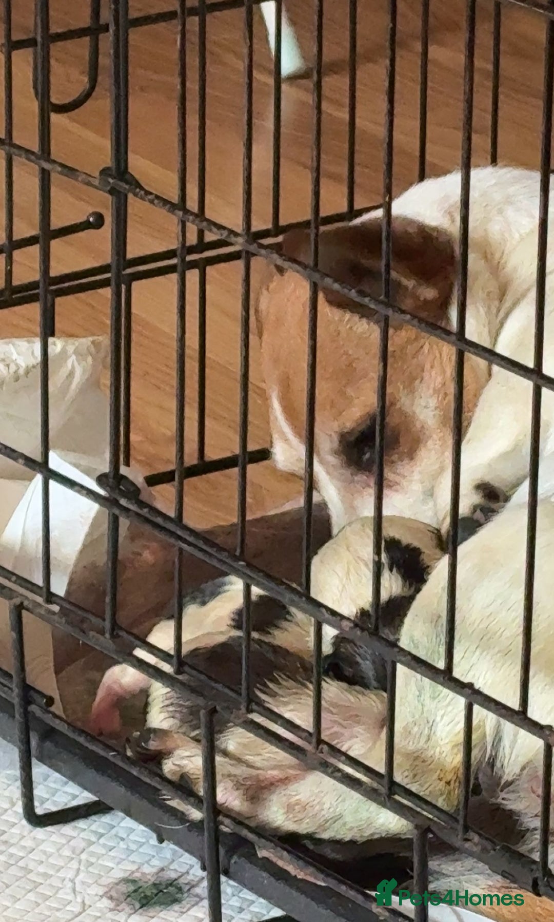Jack Russell dogs for sale: Jack Russell Puppies - Image 2