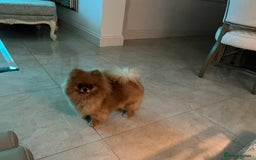 Pomeranian dogs for stud: 1.6kg Chocolate producer ovulation test included  - Image 11