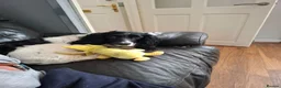 Mixed Breed dogs for sale: Sprockerpoo puppys for sale - Advert 18
